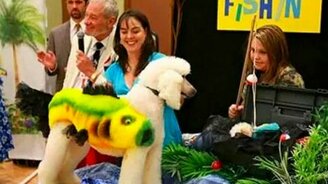 Любителям пуделей - смотреть видео (1:30)