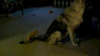 Бой на смерть - смотреть видео (1:08)