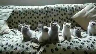 Котята меломаны - смотреть видео (0:36)
