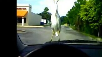 Птица катается на капоте - смотреть видео (4:16)