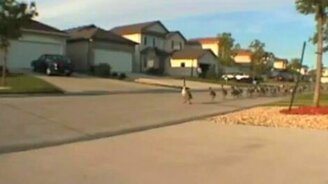 Гусиная демонстрация - смотреть видео (0:15)