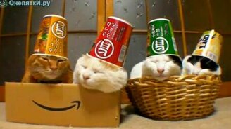 Кошки со стаканчиками - смотреть видео (1:20)