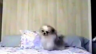 Собака-страус - смотреть видео (0:36)