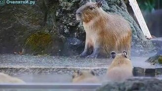 Полный релакс - смотреть видео (1:23)