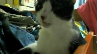 Кошка чихает - смотреть видео (0:21)