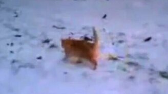 Кот дрифтует - смотреть видео (0:15)