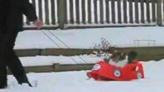 Кошка путешественница - смотреть видео (0:29)