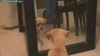 Хочет достать сам себя - смотреть видео (1:06)