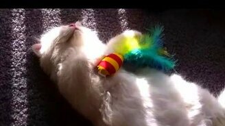 Без задних лап - смотреть видео (0:56)