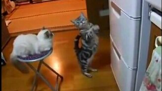 Талант выпрашивать - смотреть видео (0:33)