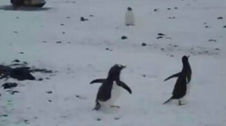 Пингвиньи догонялки - смотреть видео (0:14)