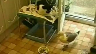 Чайка воровка - смотреть видео (0:35)