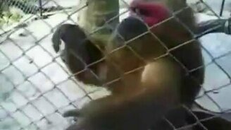 Жадная макака - смотреть видео (2:39)