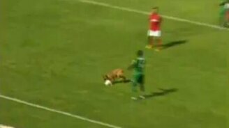 Пёс насладился матчем - смотреть видео (0:42)