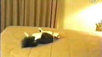 Кошка самоубийца - смотреть видео (0:06)