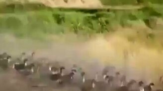 В очередь купаться - смотреть видео (1:38)