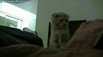 Вот такой милый - смотреть видео (1:54)