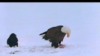 Хитрый и наглый - смотреть видео (2:29)