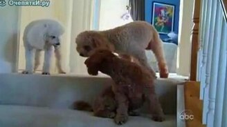 Пудели - смотреть видео (0:34)