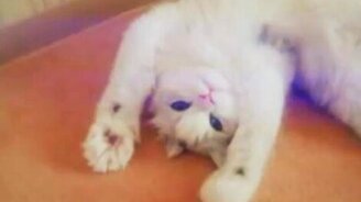 Котенок перебирает лапки - смотреть видео (0:30)