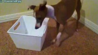 Уговорил упрямца - смотреть видео (0:14)