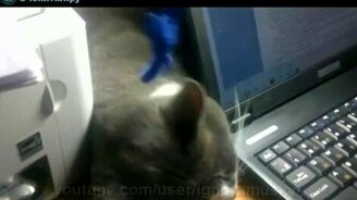 Кот - вечный двигатель - смотреть видео (1:06)