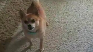 Собачья лунная походка - смотреть видео (0:43)