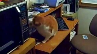 Кот ловит карты - смотреть видео (0:41)