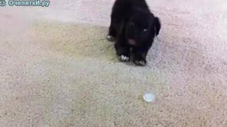 Щенок и льдинка - смотреть видео (1:31)