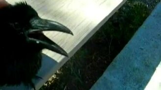 Покладистый ворон - смотреть видео (1:07)