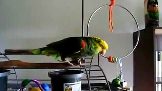 Плачущий попугай - смотреть видео (0:46)