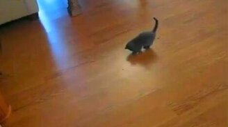 Котёнок и пылесос - смотреть видео (0:09)