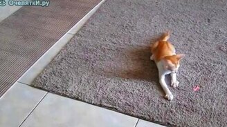 Как усыпить котёнка - смотреть видео (0:23)