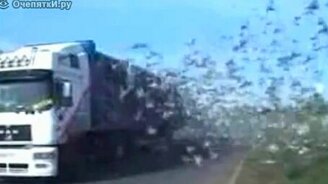 Выпустили на волю - смотреть видео (1:10)