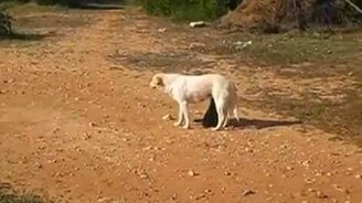 Вот такое чудо - смотреть видео (0:37)