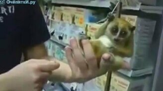 Лемур с зонтиком - смотреть видео (1:47)