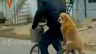 Собака на велосипеде - смотреть видео (0:45)