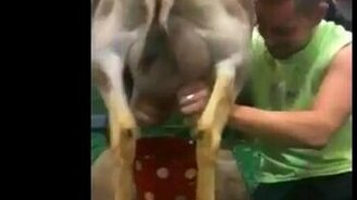 Подоил козу - смотреть видео (1:02)