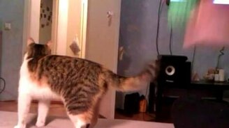 Дрессированный котик - смотреть видео (1:14)