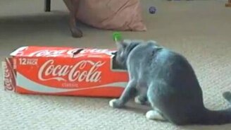 Кошка в коробчонке - смотреть видео (0:26)