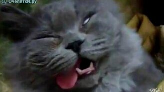 Языкастая кошка - смотреть видео (1:18)