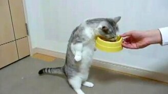 Ест на задних лапах - смотреть видео (0:26)