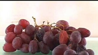 Как гниёт виноград - смотреть видео (0:32)
