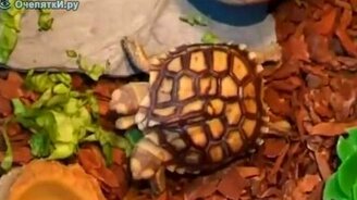 Черепаха с двумя головами - смотреть видео (0:43)