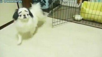 Пёс из клетки - смотреть видео (1:23)