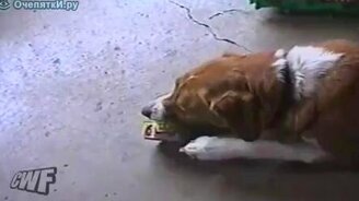 Пёс открыл консервы - смотреть видео (0:38)