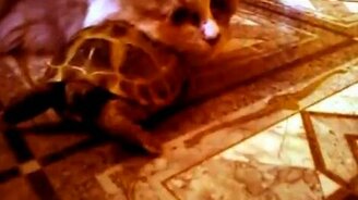 Черепашка-подушка - смотреть видео (0:39)