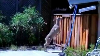 Неудача оленя - смотреть видео (0:08)