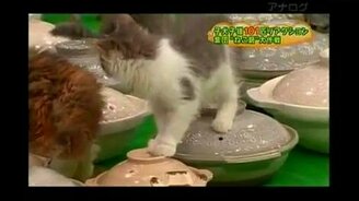 Кошачье удовольствие - смотреть видео (1:32)