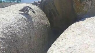 Отважный пингвин - смотреть видео (0:32)